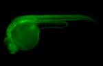 FGF8 Antibody in Immunohistochemistry (PFA fixed) (IHC (PFA))