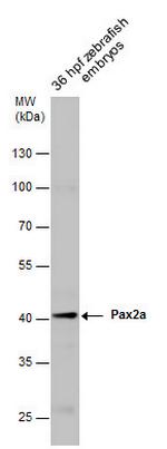 PAX2a Antibody in Western Blot (WB)