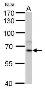 CYP1A1 Antibody in Western Blot (WB)