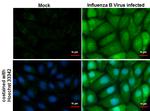 Influenza B NP (B/Taiwan/753/2005) Antibody in Immunocytochemistry (ICC/IF)