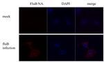 Influenza B NA (B/Taiwan/753/2005) Antibody in Immunocytochemistry (ICC/IF)