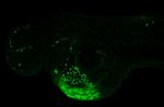 HBAE1 Antibody in Immunohistochemistry (PFA fixed) (IHC (PFA))