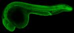 USP9X Antibody in Immunohistochemistry (PFA fixed) (IHC (PFA))