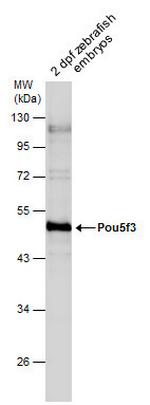 OCT4 Antibody in Western Blot (WB)