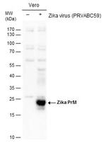 Zika Virus prM (strain H/PF/2013) Antibody in Western Blot (WB)