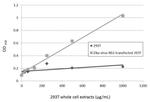 Zika Virus NS1 (strain H/PF/2013) Antibody in ELISA (ELISA)