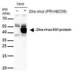 Zika Virus NS1 (strain H/PF/2013) Antibody in Western Blot (WB)