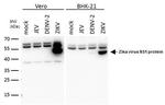 Zika Virus NS1 (strain H/PF/2013) Antibody in Western Blot (WB)