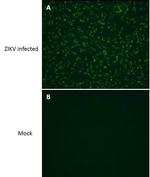 Zika Virus NS2B (strain H/PF/2013) Antibody in Immunocytochemistry (ICC/IF)