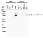 Zika Virus NS3 (strain H/PF/2013) Antibody in Western Blot (WB)