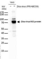 Zika Virus NS3 (strain H/PF/2013) Antibody in Western Blot (WB)