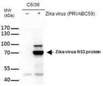 Zika Virus NS3 (strain H/PF/2013) Antibody in Western Blot (WB)