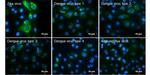 Zika Virus NS4B (strain H/PF/2013) Antibody in Immunocytochemistry (ICC/IF)