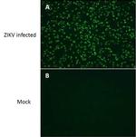 Zika Virus NS4B (strain H/PF/2013) Antibody in Immunocytochemistry (ICC/IF)