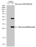 Zika Virus NS4B (strain H/PF/2013) Antibody in Western Blot (WB)