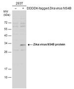 Zika Virus NS4B (strain H/PF/2013) Antibody in Western Blot (WB)