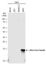 Zika Virus Capsid (strain H/PF/2013) Antibody in Western Blot (WB)