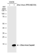 Zika Virus Capsid (strain H/PF/2013) Antibody in Western Blot (WB)