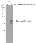 Zika Virus NS2B (strain H/PF/2013) Antibody in Western Blot (WB)