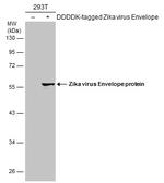 Zika Virus Envelope (strain H/PF/2013) Antibody in Western Blot (WB)