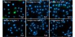 Zika Virus NS5 (strain H/PF/2013) Antibody in Immunocytochemistry (ICC/IF)