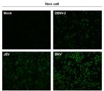 Zika Virus NS5 (strain H/PF/2013) Antibody in Immunocytochemistry (ICC/IF)