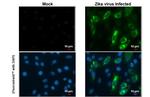 Zika Virus prM (strain H/PF/2013) Antibody in Immunocytochemistry (ICC/IF)