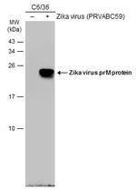 Zika Virus prM (strain H/PF/2013) Antibody in Western Blot (WB)
