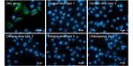 Zika Virus NS4A (strain H/PF/2013) Antibody in Immunocytochemistry (ICC/IF)