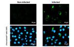 Zika Virus NS4A (strain H/PF/2013) Antibody in Immunocytochemistry (ICC/IF)