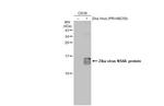 Zika Virus NS4A (strain H/PF/2013) Antibody in Western Blot (WB)