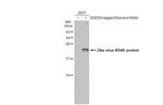 Zika Virus NS4A (strain H/PF/2013) Antibody in Western Blot (WB)