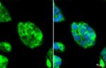 Fibrinogen Antibody in Immunocytochemistry (ICC/IF)