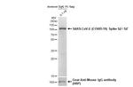 SARS-CoV-2 Spike Protein S2/S2' (strain Wuhan-Hu-1) Antibody in Western Blot (WB)