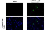 SARS-CoV-2 NSP8 Antibody in Immunocytochemistry (ICC/IF)