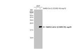 SARS-CoV-2 NSP10 Antibody in Western Blot (WB)