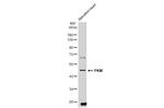 TGF beta-1 Antibody in Western Blot (WB)