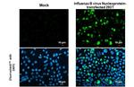 Influenza B NP (B/Victoria/02/1987) Antibody in Immunocytochemistry (ICC/IF)