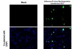 Influenza B NP (B/Victoria/02/1987) Antibody in Immunocytochemistry (ICC/IF)