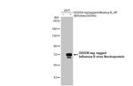 Influenza B NP (B/Victoria/02/1987) Antibody in Western Blot (WB)