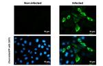 Zika Virus Envelope (strain H/PF/2013) Antibody in Immunocytochemistry (ICC/IF)