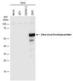 Zika Virus Envelope (strain H/PF/2013) Antibody in Western Blot (WB)