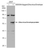 Zika Virus Envelope (strain H/PF/2013) Antibody in Western Blot (WB)