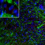 Adenylate Cyclase 3 Antibody in Immunohistochemistry (IHC)