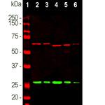 Calretinin Antibody in Western Blot (WB)