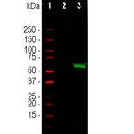 Cas9 Antibody in Western Blot (WB)