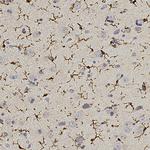 IBA1 Antibody in Immunohistochemistry (Paraffin) (IHC (P))