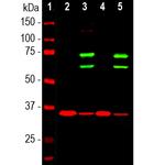 Lamin A/C Antibody in Western Blot (WB)