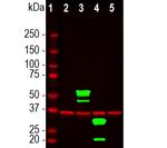 mCherry Antibody in Western Blot (WB)