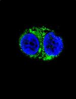 IDH1 Antibody in Immunocytochemistry (ICC/IF)